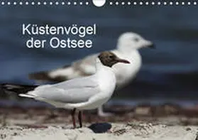 Riedel |  Küstenvögel der OstseeAT-Version  (Wandkalender 2019 DIN A4 quer) | Sonstiges |  Sack Fachmedien