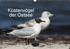 Riedel |  Küstenvögel der OstseeAT-Version  (Wandkalender 2019 DIN A3 quer) | Sonstiges |  Sack Fachmedien