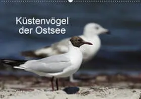Riedel |  Küstenvögel der OstseeAT-Version  (Wandkalender 2019 DIN A2 quer) | Sonstiges |  Sack Fachmedien