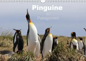 Köhler / Göb |  Pinguine in Patagonien (Wandkalender 2019 DIN A4 quer) | Sonstiges |  Sack Fachmedien