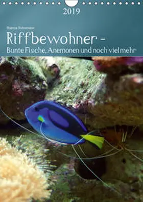 Schumann |  Riffbewohner - Bunte Fische, Anemonen und noch viel mehrAT-Version  (Wandkalender 2019 DIN A4 hoch) | Sonstiges |  Sack Fachmedien
