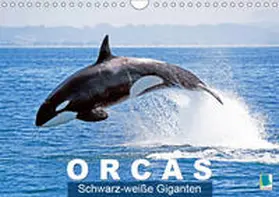 Calvendo / CALVENDO |  Orcas: Schwarz-weiße Giganten (Wandkalender 2019 DIN A4 quer) | Sonstiges |  Sack Fachmedien