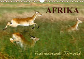 Haase |  Afrika - Faszinierende Tierwelt (Wandkalender 2019 DIN A4 quer) | Sonstiges |  Sack Fachmedien