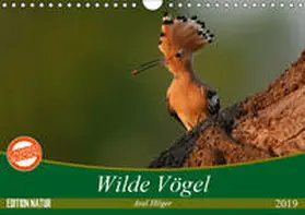 Hilger | Wilde Vögel (Wandkalender 2019 DIN A4 quer) | Sonstiges | 978-3-669-71561-4 | www.sack.de
