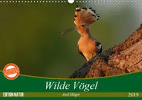 Hilger |  Wilde Vögel (Wandkalender 2019 DIN A3 quer) | Sonstiges |  Sack Fachmedien