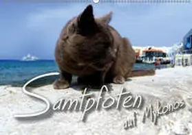 Bleicher |  SAMTPFOTEN auf Mykonos (Wandkalender 2019 DIN A2 quer) | Sonstiges |  Sack Fachmedien
