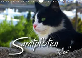 Bleicher |  SAMTPFOTEN "fellnah" (Wandkalender 2019 DIN A4 quer) | Sonstiges |  Sack Fachmedien