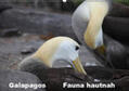 Krause |  Galapagos. Fauna hautnah (Wandkalender 2019 DIN A2 quer) | Sonstiges |  Sack Fachmedien