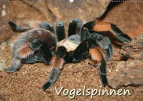 Mielewczyk | Vogelspinnen (Wandkalender 2019 DIN A2 quer) | Sonstiges | 978-3-669-75918-2 | www.sack.de