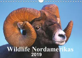KOPFLE |  Wildlife Nordamerikas 2019 (Wandkalender 2019 DIN A4 quer) | Sonstiges |  Sack Fachmedien