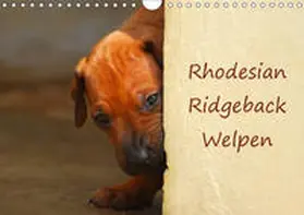 Wyk |  Rhodesian Ridgeback Welpen (Wandkalender 2019 DIN A4 quer) | Sonstiges |  Sack Fachmedien