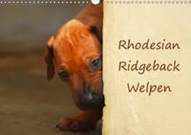 Wyk |  Rhodesian Ridgeback Welpen (Wandkalender 2019 DIN A3 quer) | Sonstiges |  Sack Fachmedien