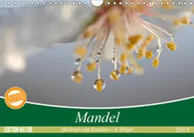 Hilger |  Mandel - Heilkraft zum Knacken (Wandkalender 2019 DIN A4 quer) | Sonstiges |  Sack Fachmedien