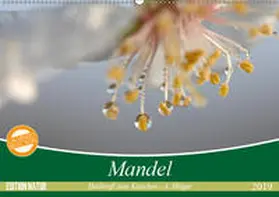 Hilger |  Mandel - Heilkraft zum Knacken (Wandkalender 2019 DIN A2 quer) | Sonstiges |  Sack Fachmedien