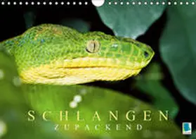 Calvendo / CALVENDO |  Schlangen: Zupackend (Wandkalender 2019 DIN A4 quer) | Sonstiges |  Sack Fachmedien