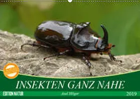 Hilger |  INSEKTEN GANZ NAHE (Wandkalender 2019 DIN A2 quer) | Sonstiges |  Sack Fachmedien