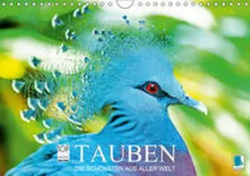 Calvendo / CALVENDO |  Tauben: die Schönsten aus aller Welt (Wandkalender 2019 DIN A4 quer) | Sonstiges |  Sack Fachmedien