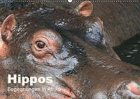 Herzog | Hippos - Begegnungen in Afrika (Wandkalender 2019 DIN A2 quer) | Sonstiges | 978-3-669-80322-9 | sack.de