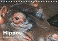 Herzog |  Hippos - Begegnungen in Afrika (Tischkalender 2019 DIN A5 quer) | Sonstiges |  Sack Fachmedien