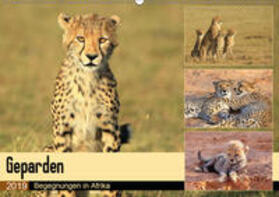 Herzog | Geparden - Begegnungen in Afrika (Wandkalender 2019 DIN A2 quer) | Sonstiges | 978-3-669-80393-9 | sack.de