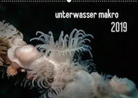 Weber-Gebert |  unterwasser makro 2019 (Wandkalender 2019 DIN A2 quer) | Sonstiges |  Sack Fachmedien