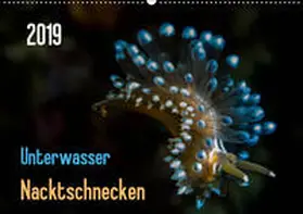 Weber-Gebert |  Unterwasser - Nacktschnecken  2019 (Wandkalender 2019 DIN A2 quer) | Sonstiges |  Sack Fachmedien