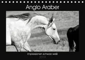 Bölts |  Anglo Araber Impressionen schwarz weiß (Tischkalender 2019 DIN A5 quer) | Sonstiges |  Sack Fachmedien