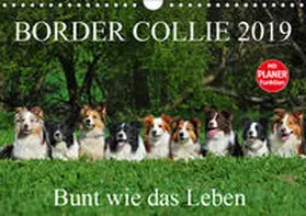 Starick |  Border Collie 2019 (Wandkalender 2019 DIN A4 quer) | Sonstiges |  Sack Fachmedien