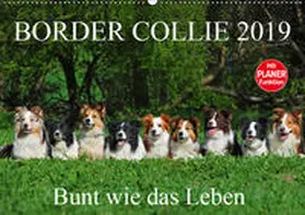 Starick |  Border Collie 2019 (Wandkalender 2019 DIN A2 quer) | Sonstiges |  Sack Fachmedien