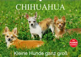Starick | Chihuahua - Kleine Hunde ganz groß (Wandkalender 2019 DIN A2 quer) | Sonstiges | 978-3-669-88994-0 | www.sack.de