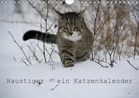 Becker |  Haustiger - Ein Katzenkalender (Wandkalender 2019 DIN A4 quer) | Sonstiges |  Sack Fachmedien