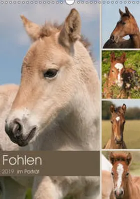Bölts | Fohlen im Porträt (Wandkalender 2019 DIN A3 hoch) | Sonstiges | 978-3-669-92781-9 | www.sack.de