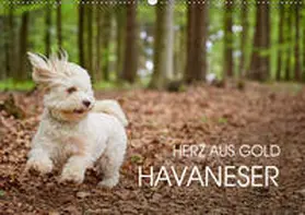 Mayer |  Havaneser - Herz aus Gold (Wandkalender 2019 DIN A2 quer) | Sonstiges |  Sack Fachmedien