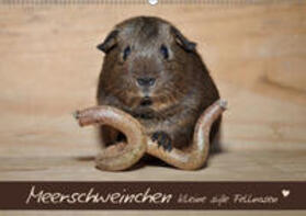 Fischer | Meerschweinchen - Kleine süße Fellnasen (Wandkalender 2019 DIN A2 quer) | Sonstiges | 978-3-670-00491-2 | sack.de