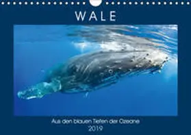 Calvendo / CALVENDO |  Wale: Aus den blauen Tiefen der Ozeane (Wandkalender 2019 DIN A4 quer) | Sonstiges |  Sack Fachmedien