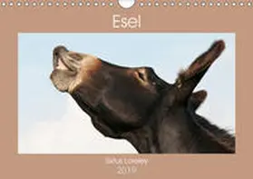 Bölts |  Esel - Sixtus Loreley (Wandkalender 2019 DIN A4 quer) | Sonstiges |  Sack Fachmedien