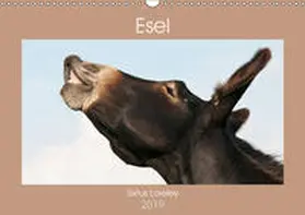 Bölts |  Esel - Sixtus Loreley (Wandkalender 2019 DIN A3 quer) | Sonstiges |  Sack Fachmedien