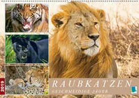 Calvendo / CALVENDO |  Raubkatzen: Geschmeidige Jäger (Wandkalender 2019 DIN A2 quer) | Sonstiges |  Sack Fachmedien