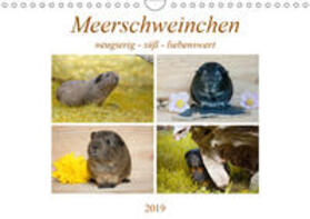 Fischer | MEERSCHWEINCHEN neugierig - süß - liebenswert (Wandkalender 2019 DIN A4 quer) | Sonstiges | 978-3-670-11586-1 | sack.de
