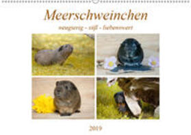 Fischer | MEERSCHWEINCHEN neugierig - süß - liebenswert (Wandkalender 2019 DIN A2 quer) | Sonstiges | 978-3-670-11588-5 | sack.de