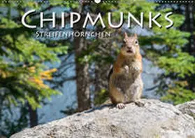 Styppa | Chipmunks Streifenhörnchen (Wandkalender 2019 DIN A2 quer) | Sonstiges | 978-3-670-11738-4 | www.sack.de