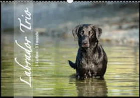 Strunz |  Labrador Trio - 3 Farben, 3 Freunde (Wandkalender 2019 DIN A3 quer) | Sonstiges |  Sack Fachmedien