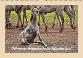 Hackstein |  Dülmener Wildpferde im Münsterland (Wandkalender 2019 DIN A2 quer) | Sonstiges |  Sack Fachmedien