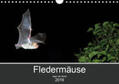 Schäfer |  Fledermäuse - Jäger der Nacht (Wandkalender 2019 DIN A4 quer) | Sonstiges |  Sack Fachmedien