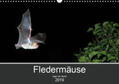 Schäfer |  Fledermäuse - Jäger der Nacht (Wandkalender 2019 DIN A3 quer) | Sonstiges |  Sack Fachmedien