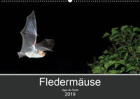 Schäfer | Fledermäuse - Jäger der Nacht (Wandkalender 2019 DIN A2 quer) | Sonstiges | 978-3-670-14774-9 | sack.de