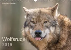 Becker |  Wolfsrudel (Wandkalender 2019 DIN A3 quer) | Sonstiges |  Sack Fachmedien