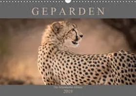 Pavlowsky |  Geparden - Die Schönheiten Afrikas (Wandkalender 2019 DIN A3 quer) | Sonstiges |  Sack Fachmedien
