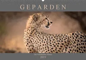 Pavlowsky |  Geparden - Die Schönheiten Afrikas (Wandkalender 2019 DIN A2 quer) | Sonstiges |  Sack Fachmedien