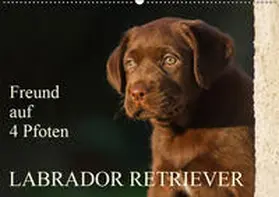 Starick |  Freund auf 4 Pfoten - Labrador Retriever (Wandkalender 2019 DIN A2 quer) | Sonstiges |  Sack Fachmedien